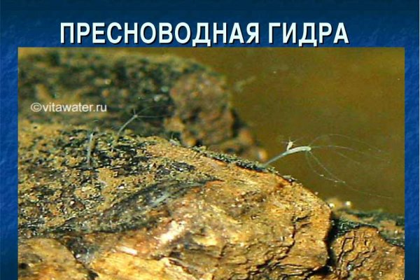 Kraken ссылка kraken torion
